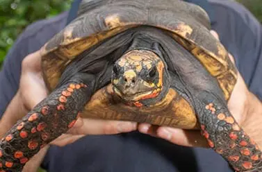 red-footed tortoise