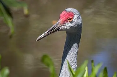 sandhill crane