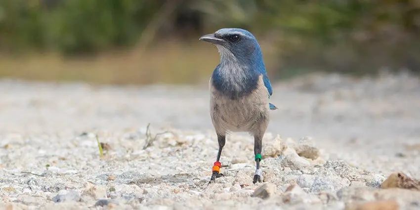 scrub-jay