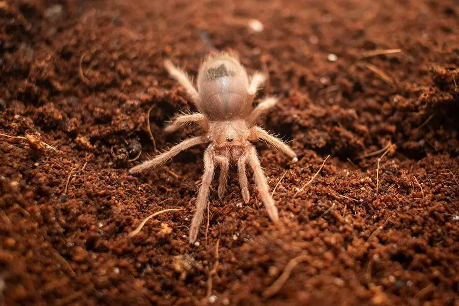 Brazilian salmon pink bird-eating tarantula