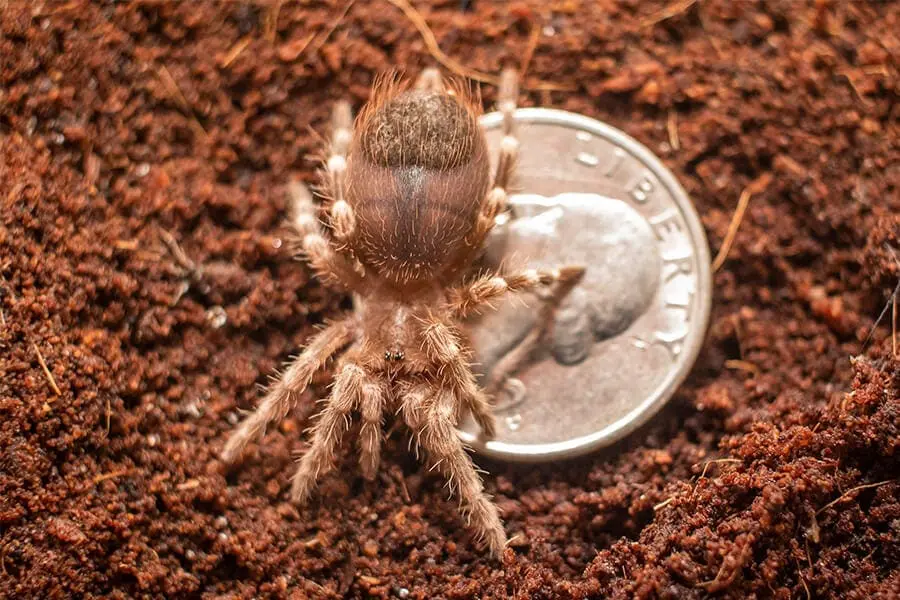 Brazilian whiteknee tarantula