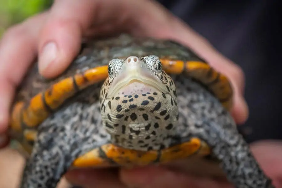 Diamondback terrapin