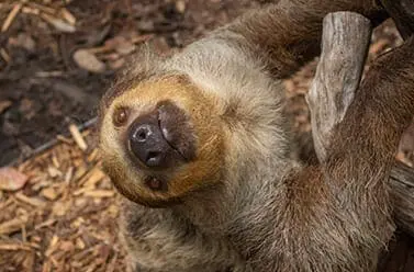 two-toed sloth