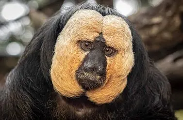 white-faced saki