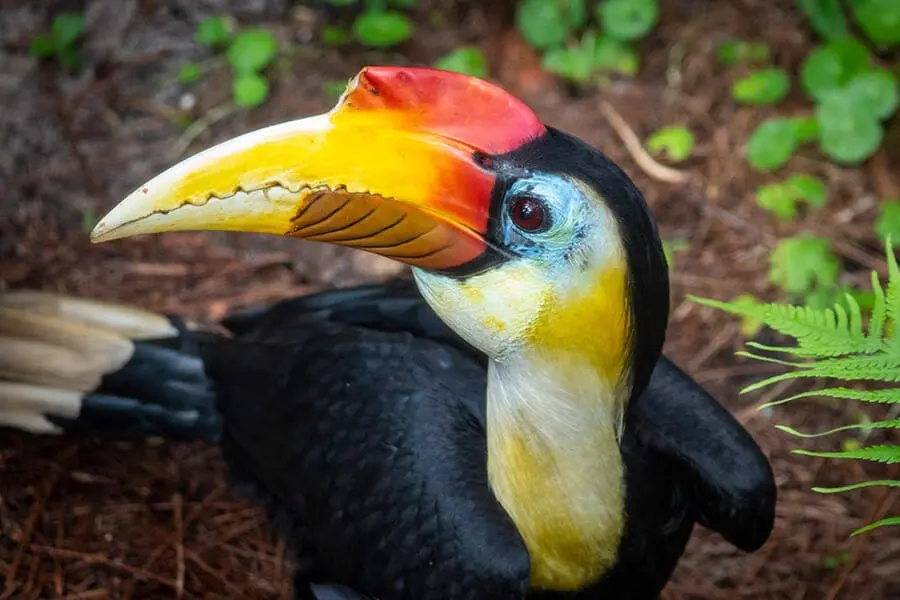 wrinkled hornbill