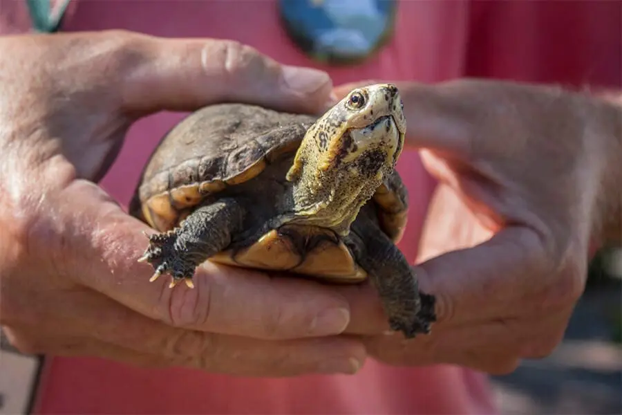 Yellow mud turtle