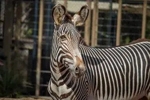 Grevy's Zebra