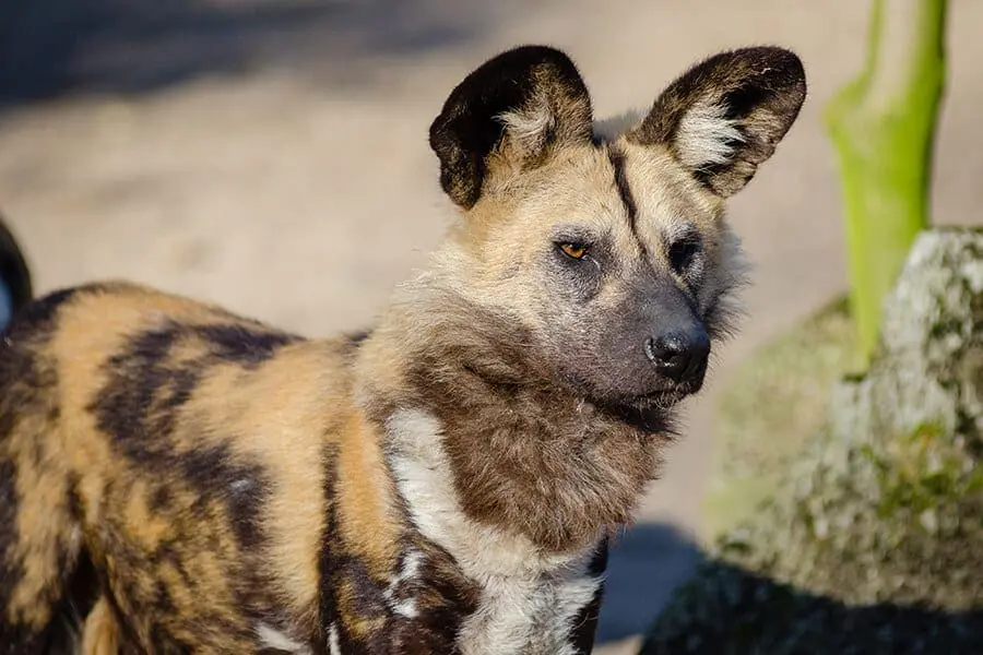 An African wild dog