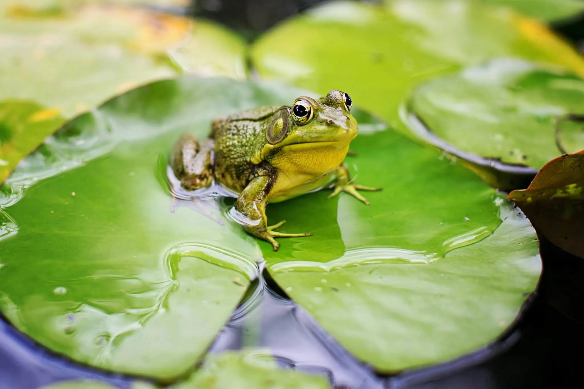 frogwatch header
