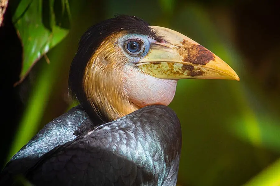 hornbill chick