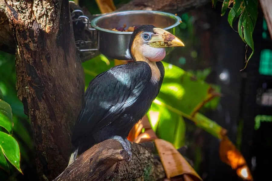hornbill chick