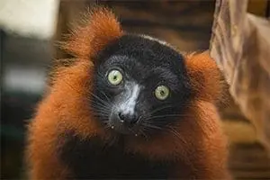 Red ruffed lemur