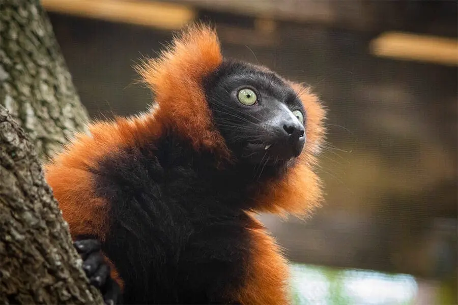 Red ruffed lemur
