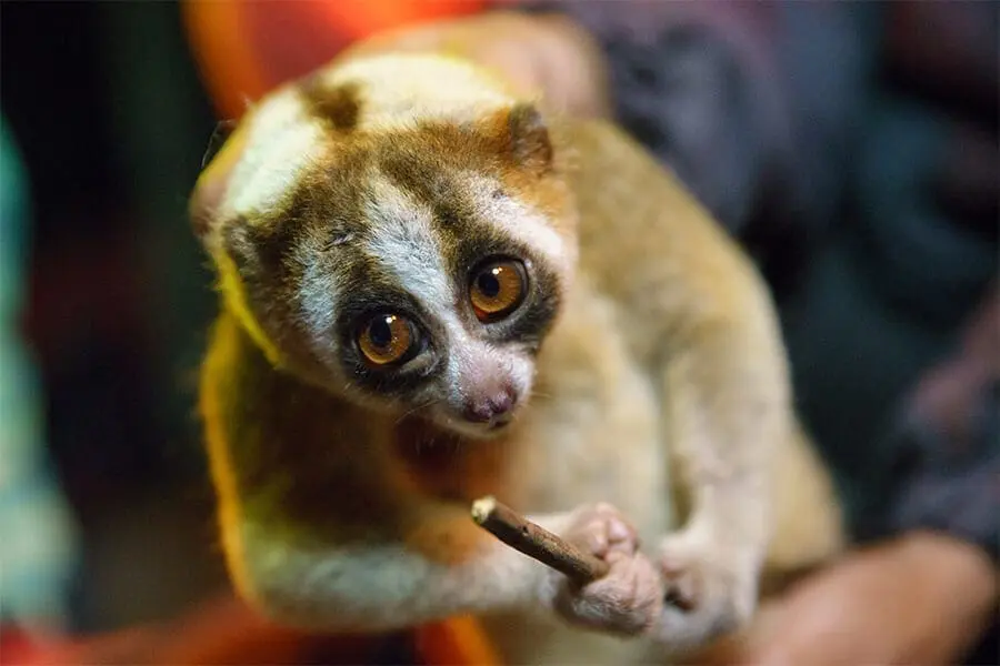 Javan slow loris