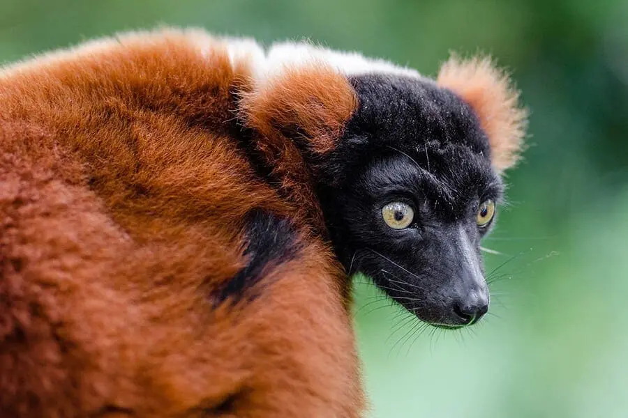 red ruffed lemur