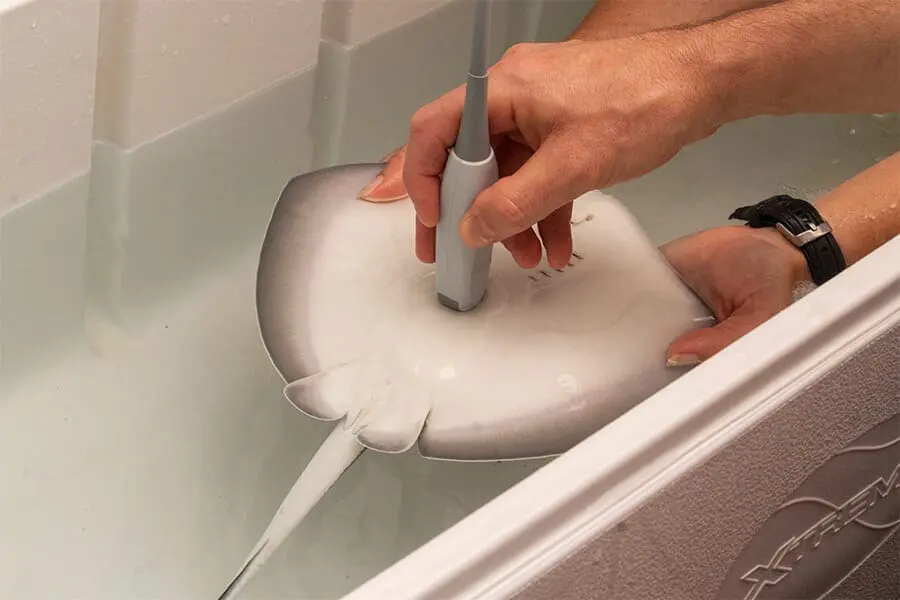 A stingray pup receives an ultrasound by a vet to check his organs.