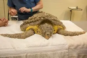 Loggerhead sea turtle on table