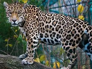 Jaguar