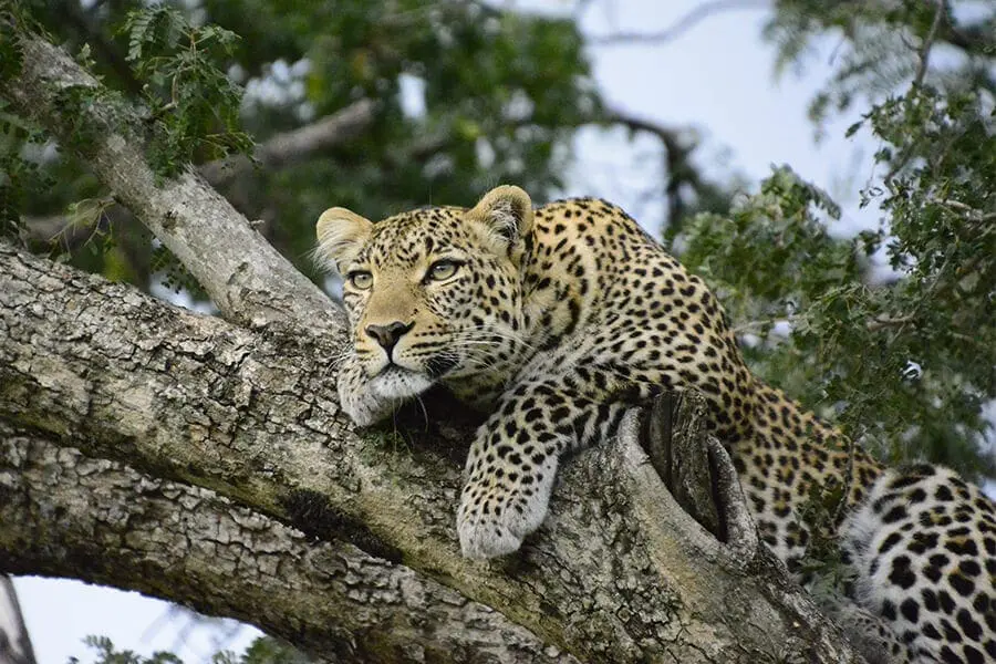 leopard in tree