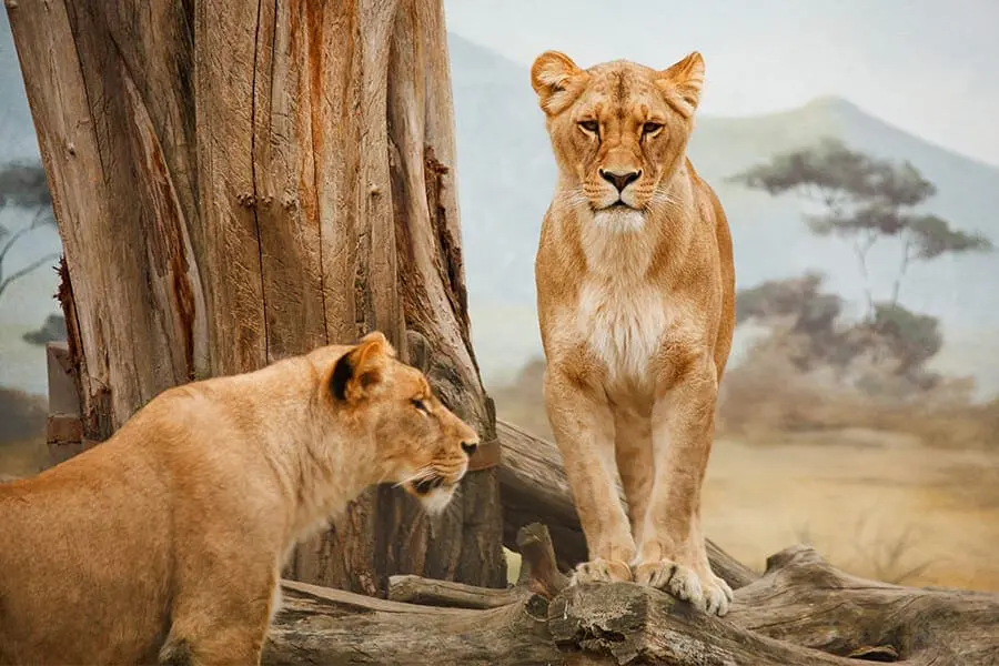 Two female lions