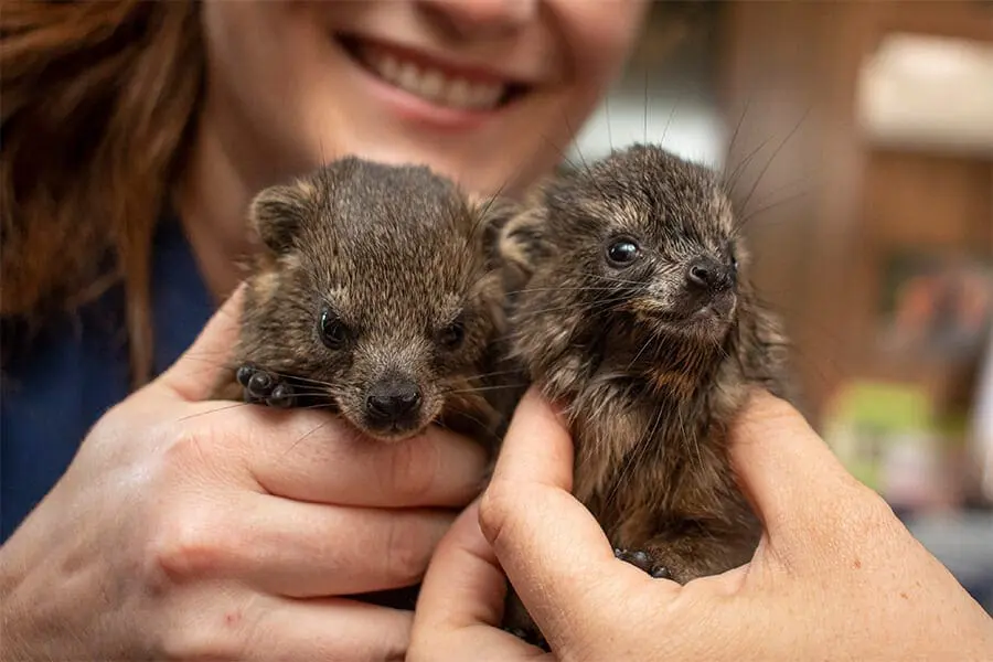 Two rock hyrax pups