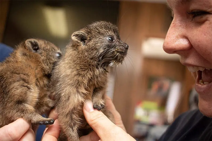 Two rock hyrax pups