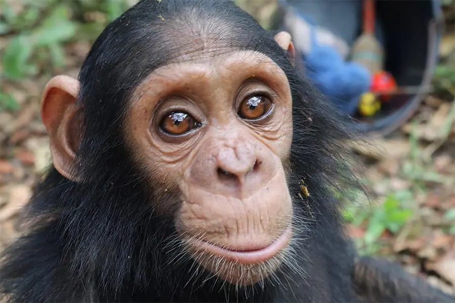 baby chimpanzee