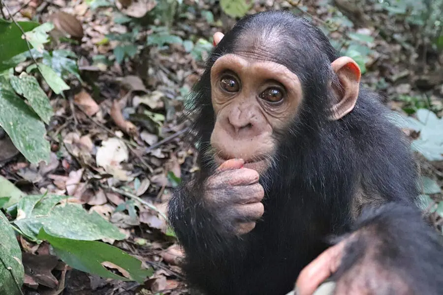 baby chimpanzee