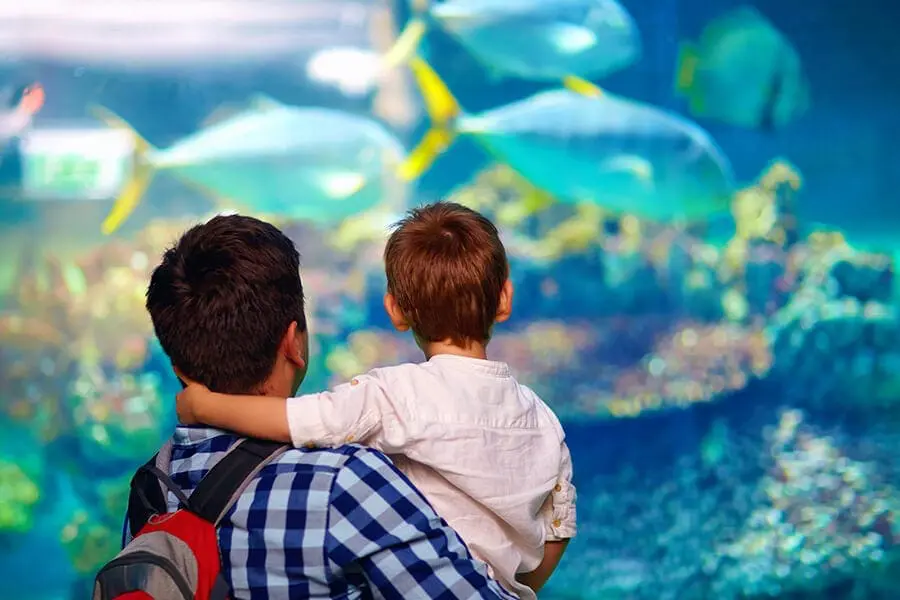 father son watching fish