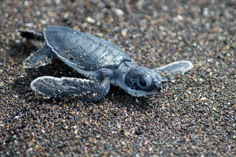 hatchling stock image