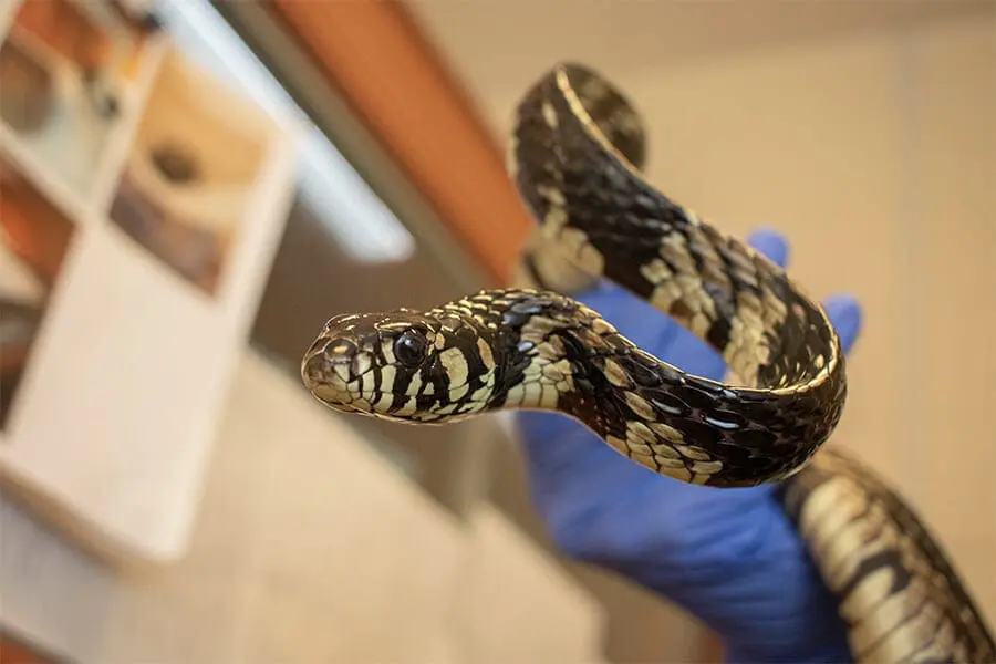 Tiger rat snake
