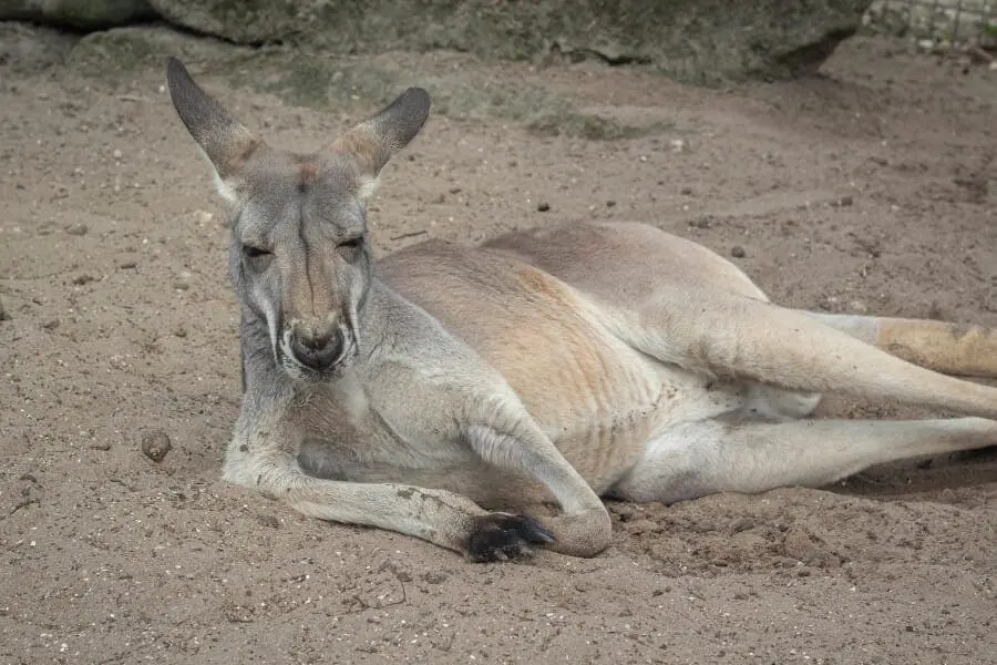 Bunji