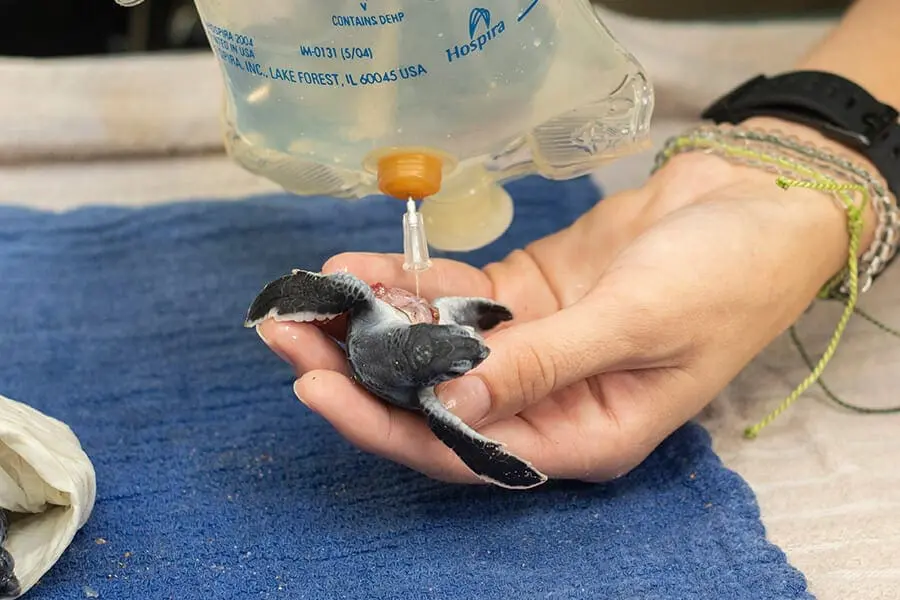 Hatchling being cleaned