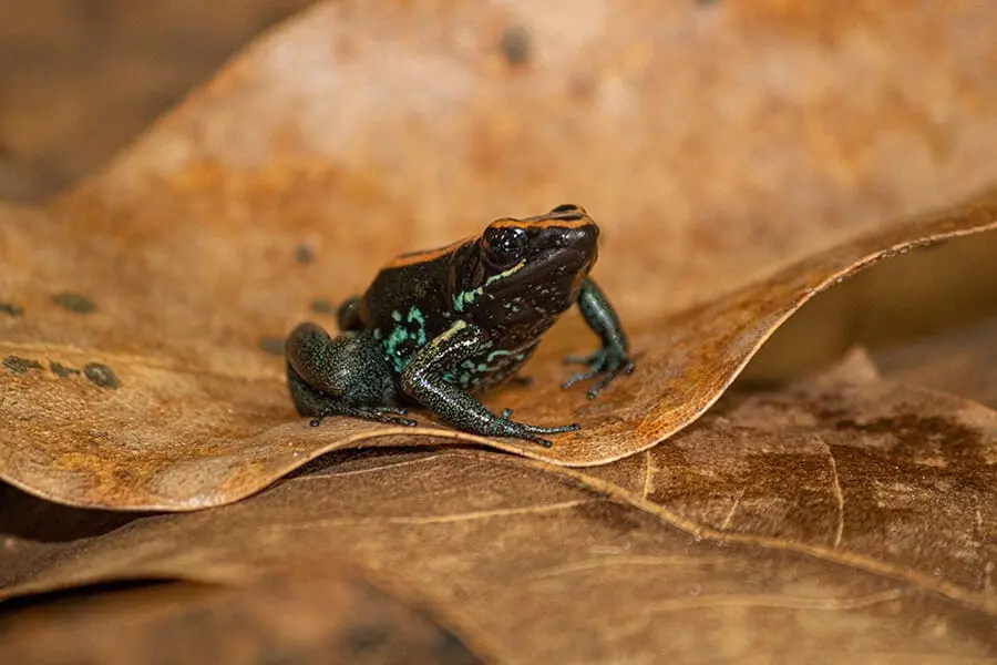 Golfoducean poison dart frog