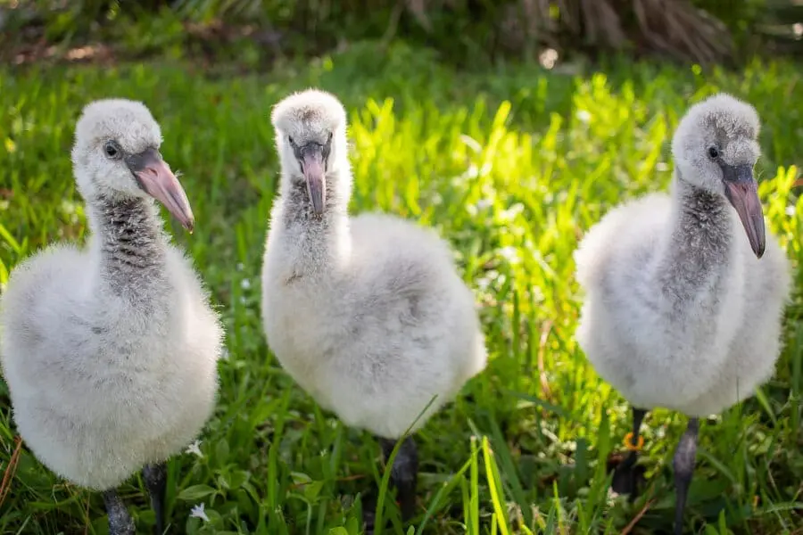 Flamingo chicks