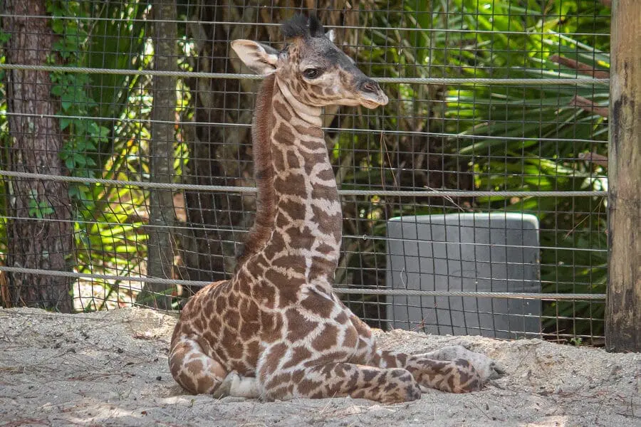 Giraffe calf