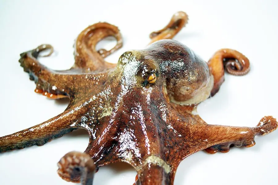 Octopus on white background