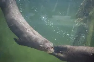 Giant otter