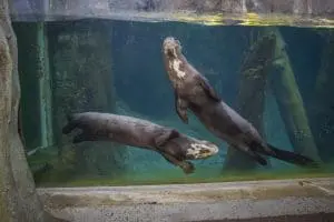 Giant otter