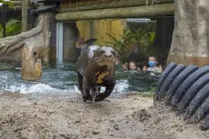 Giant otter