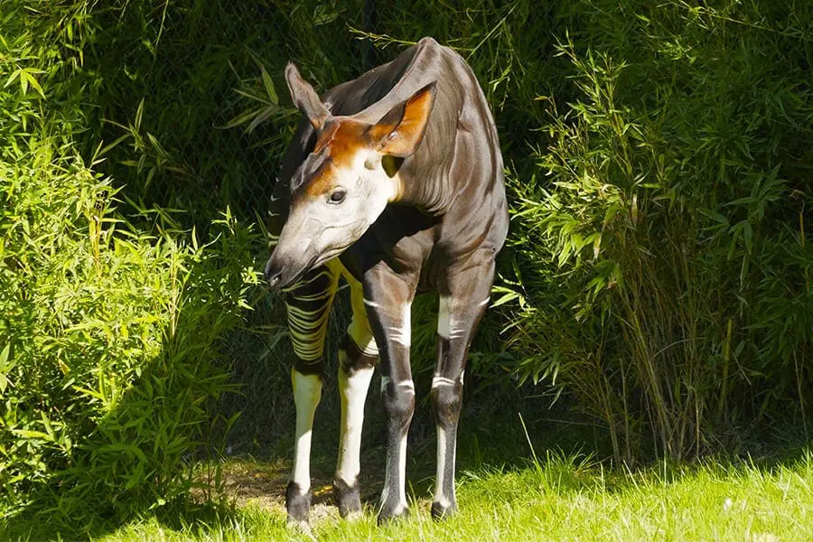 Okapi