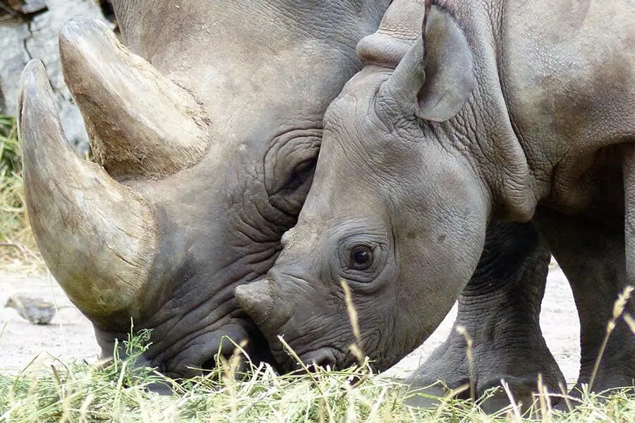 Two black rhinos