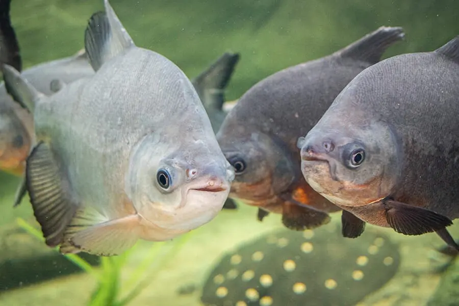 red-bellied pacu