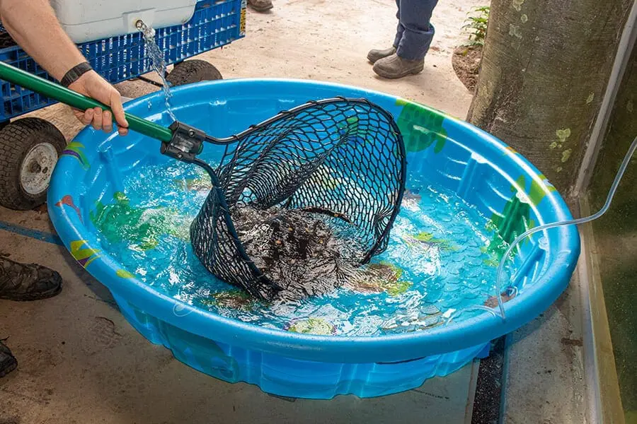 A man uses a net to place a stingray in a blue plastic pool. 