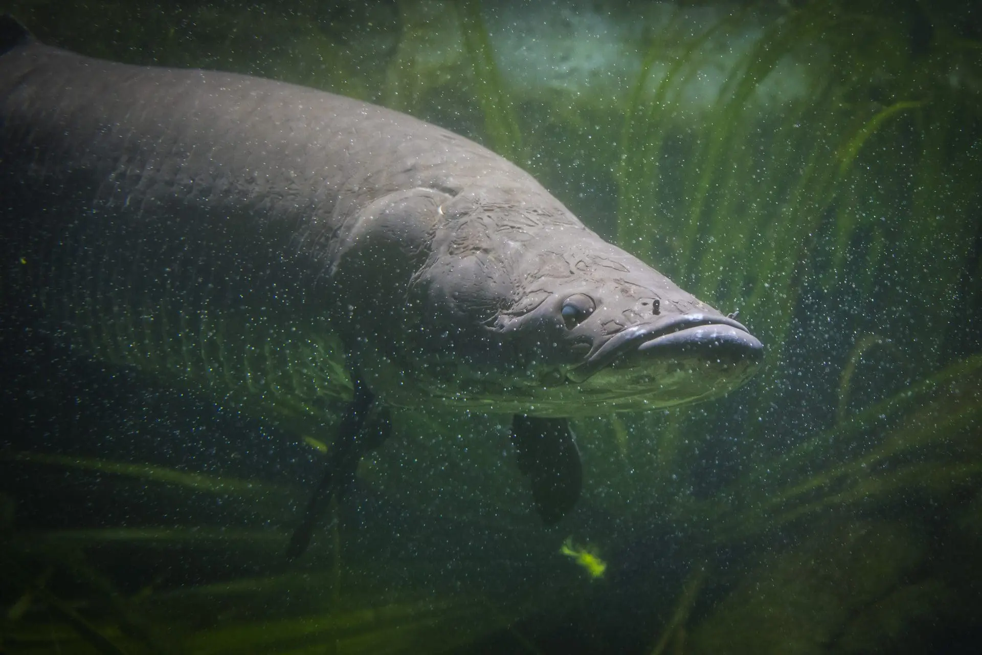 Arapaima