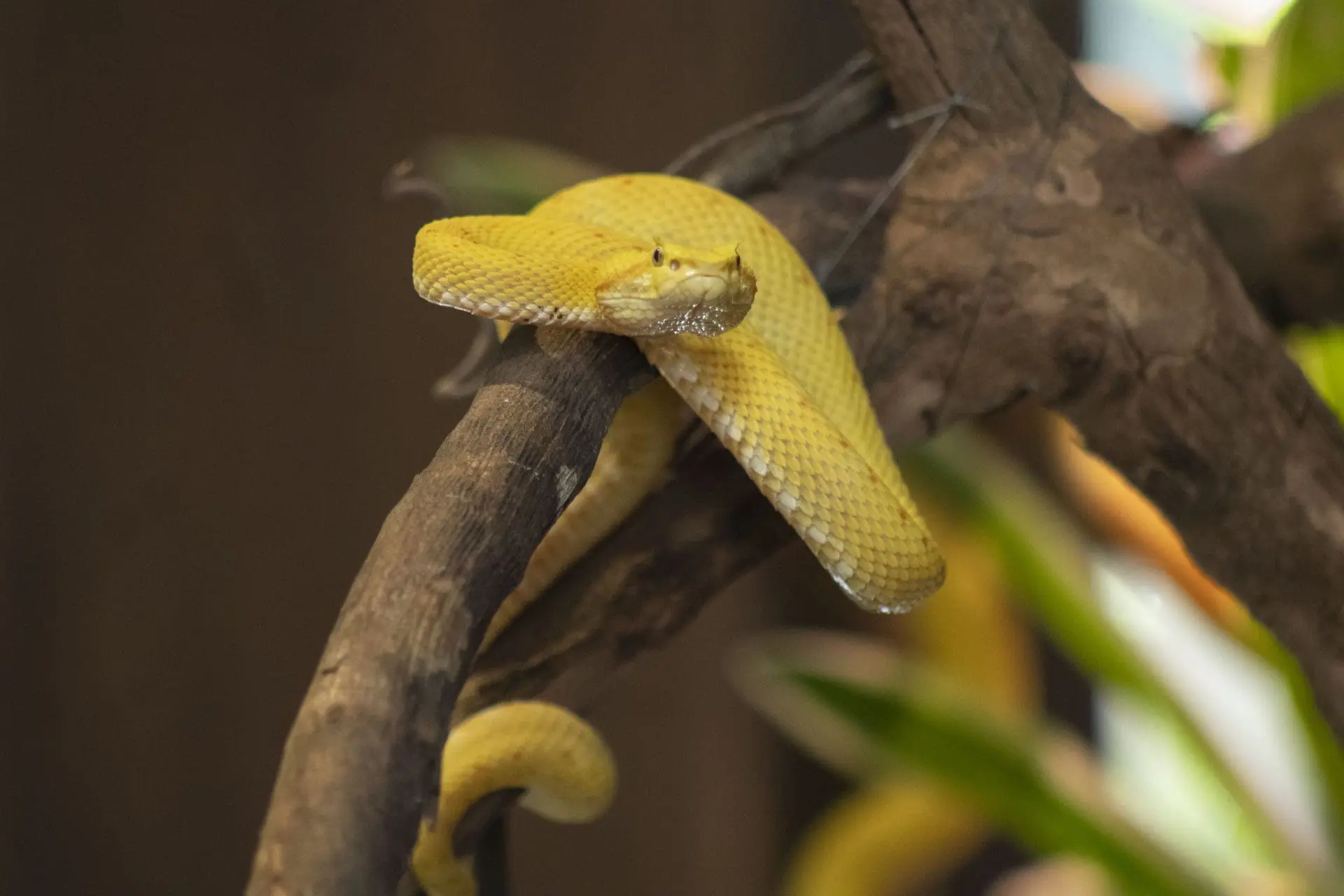Eyelash viper