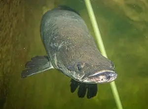 arapaima
