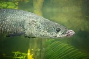 Arapaima