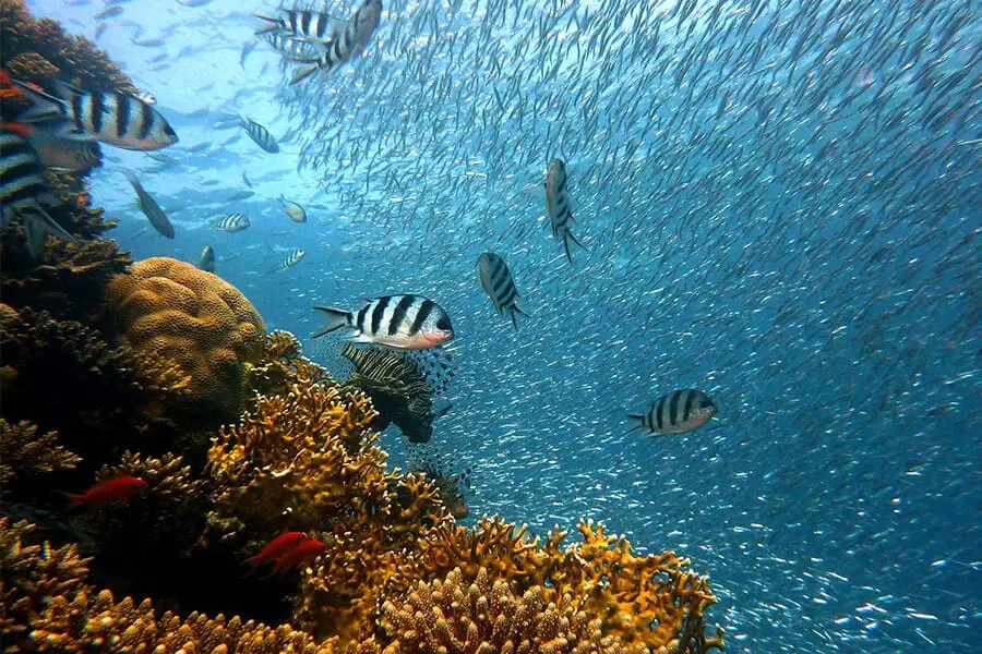 Coral reef underwater