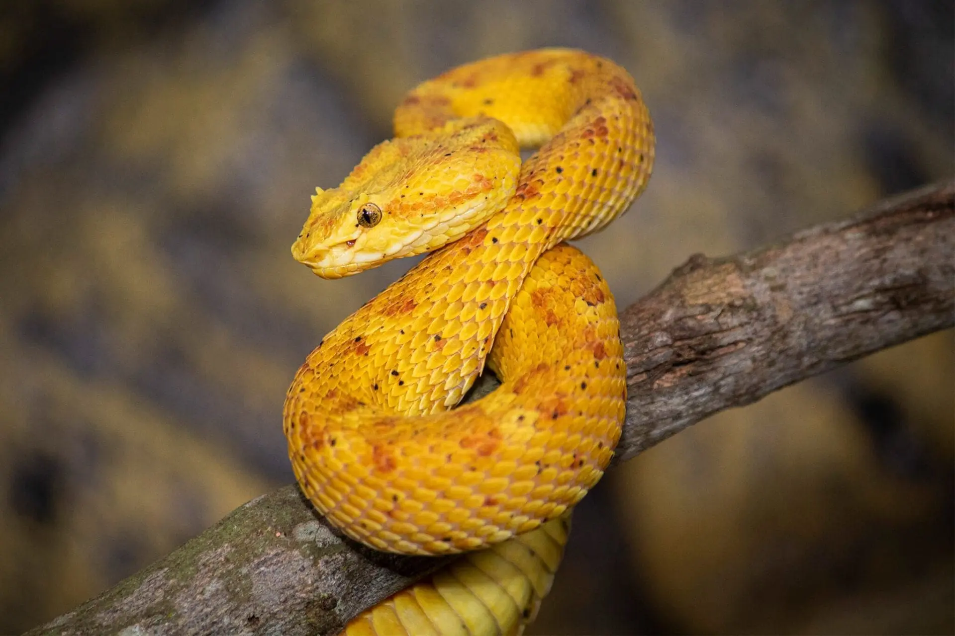 Eyelash viper snake coiled on a tree branch